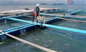 Hướng đi triển vọng của HTX Nuôi trồng thủy sản 1989