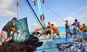 Thủ tướng yêu cầu tập trung thực hiện tháng cao điểm chống khai thác hải sản bất hợp pháp