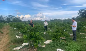 HND xã Đầm Hà hỗ trợ nông dân phát triển bền vững