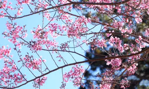 Cung đường ngắm mai anh đào nở rộ gần Đà Lạt