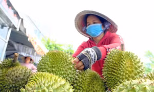 Xuất khẩu sầu riêng Việt Nam vào Trung Quốc lần đầu vượt Thái Lan