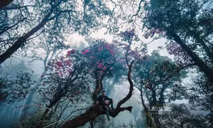 Tây Côn Lĩnh mùa hoa đỗ quyên nở rộ giữa sương mờ