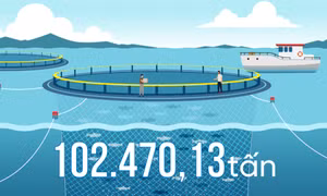102.470,13 tấn - là tổng sản lượng thuỷ sản nuôi trồng toàn tỉnh Quảng Ninh năm 2025