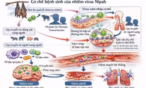 Virus Nipah - cơ chế gây bệnh và các biện pháp phòng ngừa