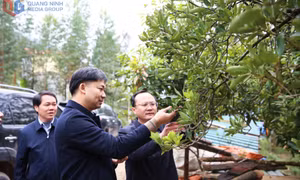 Phó Chủ tịch UBND tỉnh Nguyễn Văn Công kiểm tra tình hình sản xuất nông nghiệp tại miền Đông