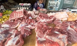 Dự báo giá heo hơi dịp Tết khoảng 70.000-75.000 đồng/kg, cao hơn nhiều nước trong khu vực