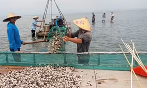Nghề nuôi biển - Trụ cột cho sinh kế ven bờ