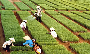 Ngành Nông nghiệp và Môi trường đặt mục tiêu xuất khẩu gần 74 tỷ USD năm 2026