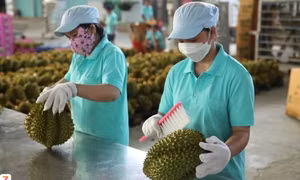Sầu riêng Việt Nam sắp vượt Thái Lan