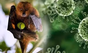 Chuyên gia lý giải nguyên nhân virus Nipah có tỷ lệ tử vong cao