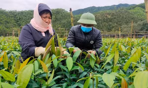 Nâng cao thu nhập bền vững cho nhân dân
