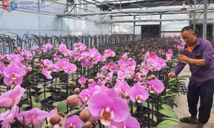 Bản tin Quảng Ninh ngày 17/1/2026