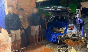 Triệt phá 2 tụ điểm nghi trộm cắp, tiêu thụ chó quy mô lớn