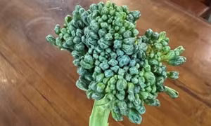 Tăng cơ bắp bằng loại rau đang vào mùa