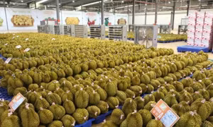 Trung Quốc tăng nhập sầu riêng Việt Nam, ngôi vương của Thái Lan bị đe dọa