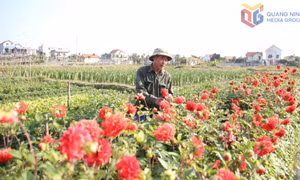 Phường Quảng Yên: Tạo đà cho chặng đường phát triển mới