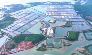 Đầm Hà: Phát triển nông nghiệp sinh thái và ứng dụng KHCN cao