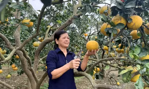 Hiệu quả tín dụng chính sách vay giải quyết việc làm