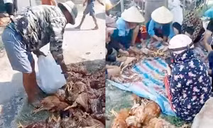 Mất điện đột ngột lúc nắng nóng, trang trại thiệt hại gần 1.000 con gà