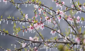 Bốn mùa ở cao nguyên đá Đồng Văn