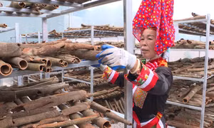Phát triển nông nghiệp xanh