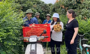 Về đâu mua vải thiều chuẩn?