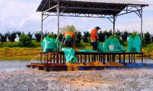 Thủy sản Việt Nam xuất đi các nước giảm mạnh, nhất là Mỹ