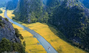 Mùa vàng ở Tam Cốc