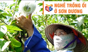 Nghề trồng ổi ở Sơn Dương