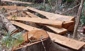 52 cây gỗ bị cưa hạ trơ gốc trong rừng phòng hộ