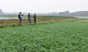 Đầm Hà: Phát huy tiềm năng, lợi thế nông nghiệp
