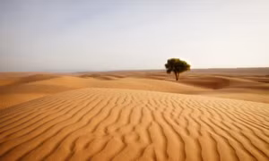 Những sự thật thú vị về sa mạc Sahara