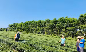 Sử dụng phân bón hữu cơ công nghệ nano trong sản xuất
