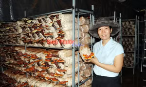 Bài cuối: Hưởng lợi lớn từ rừng 