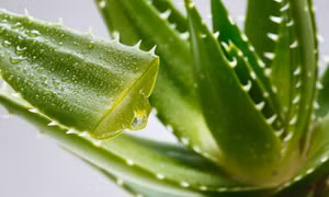 Nha đam giải nhiệt mùa hè nhưng cẩn trọng với tính độc