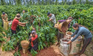 EU cấm nhập cà phê, ca cao trồng tại rừng suy thoái, nông sản Việt ảnh hưởng ra sao?