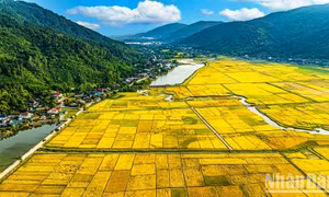 Mùa vàng ở vùng "chảo lửa, túi mưa"