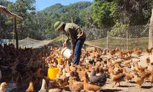 Thành phố Hạ Long hoàn thành nhiệm vụ xây dựng nông thôn mới