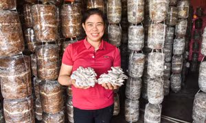 Hội Nông dân huyện Đầm Hà: Đồng hành cùng hội viên
