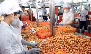 Xúc tiến thương mại - cầu nối giúp nông sản Việt vươn xa