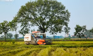Mùa gặt bình dị ở ngoại thành Hà Nội