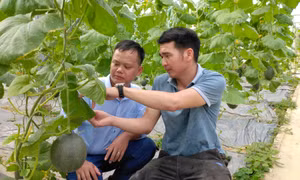 Hiệu quả từ giải quyết việc làm, chuyển dịch cơ cấu lao động nông thôn ở Đầm Hà