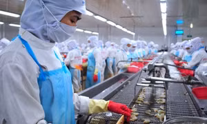 Chính sách đặc thù đưa ngành tôm phát triển bền vững