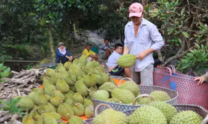 Xuất khẩu sầu riêng tăng 18 lần