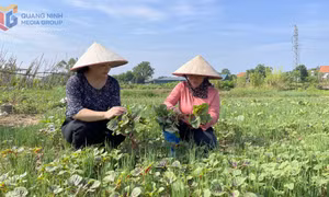 Tiên Yên: Hướng tới một nền nông nghiệp thịnh vượng