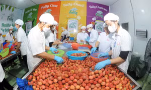 Chung tay tiêu thụ vải thiều