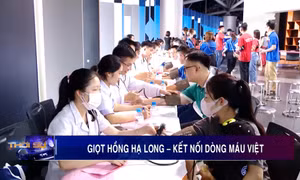 Giọt hồng Hạ Long – Kết nối dòng máu Việt