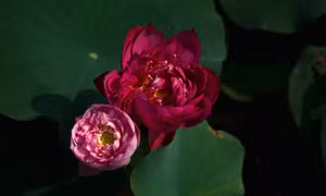 Mùa sen Thái Bình