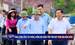 Chủ động phòng, chống dịch bệnh trên tôm nuôi trong mùa nắng nóng