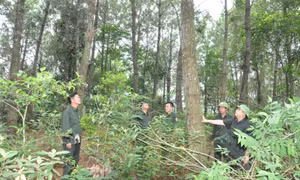 Vốn quý từ rừng